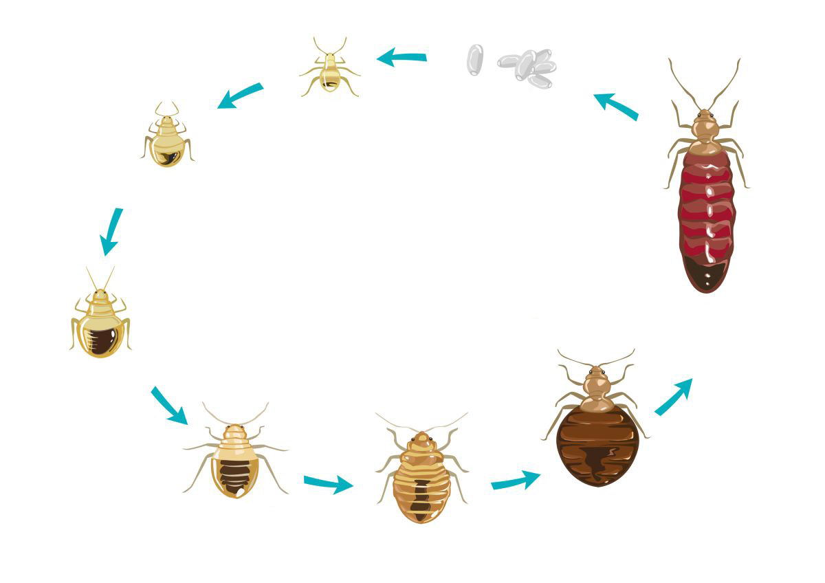 Le cycle de vie de la punaise de lit